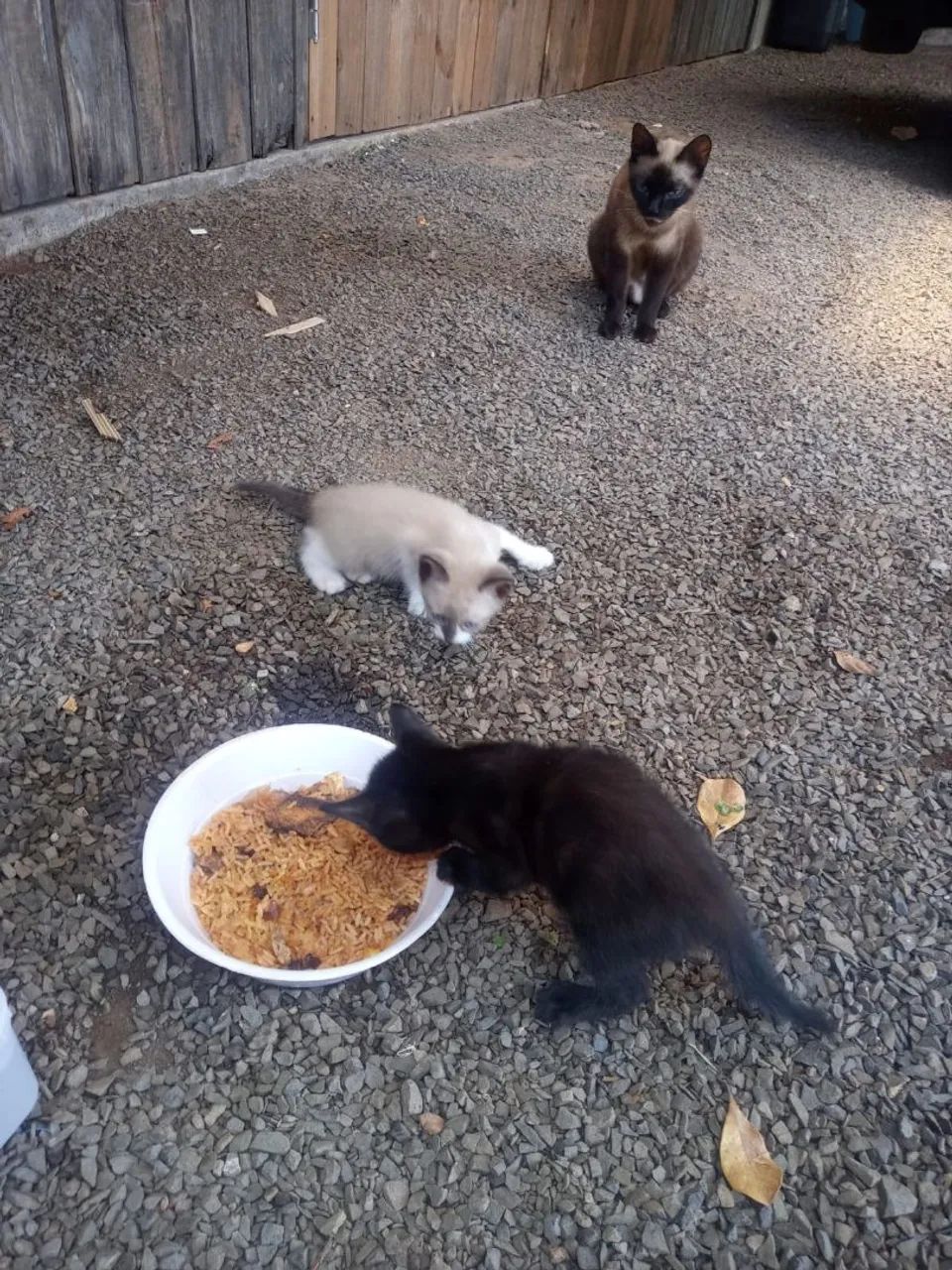 Doação  de gatinhos - Foto 4