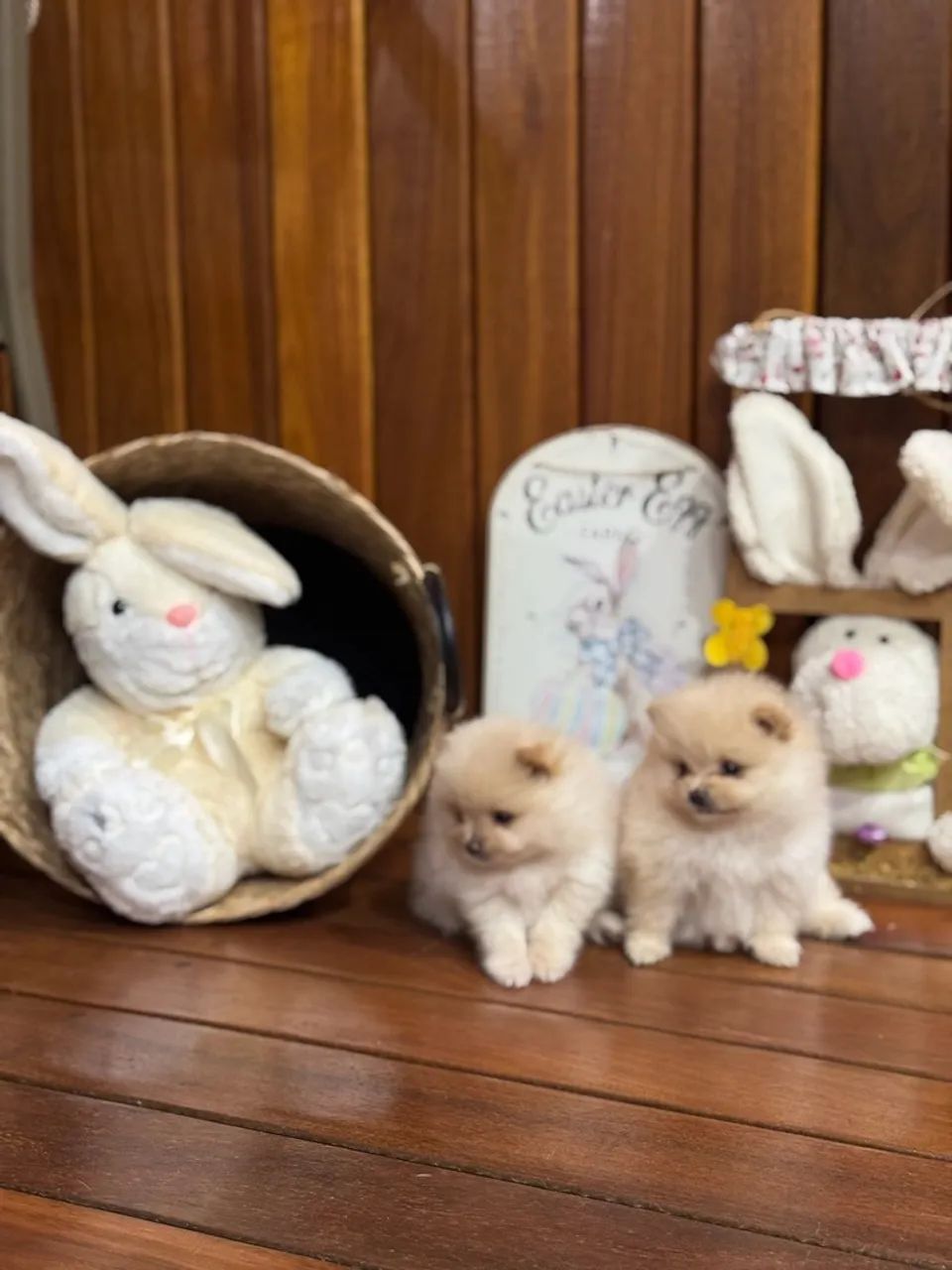 spitz alemão ANÃO (Lulu da pomerania ) - Foto 4