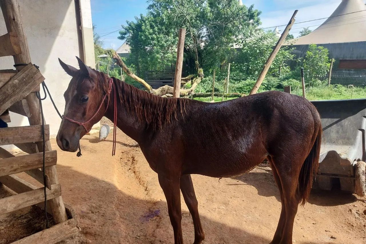 Potra Quarto de Milha