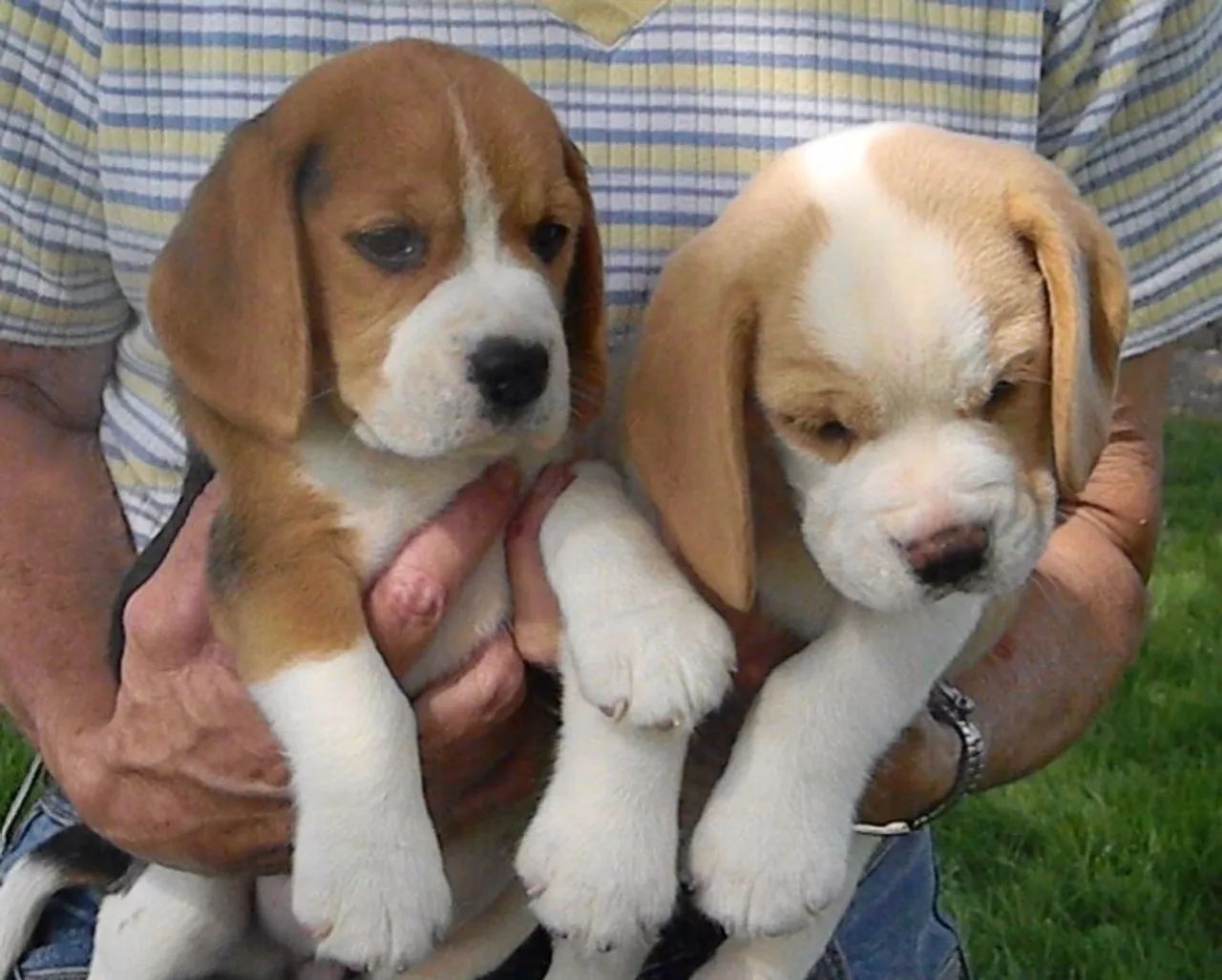Beagle bicolor e tricolor fêmeas