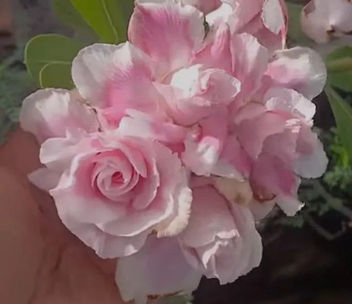 Combo: Rosa d d +substrato +adubo (envio) - Foto 6