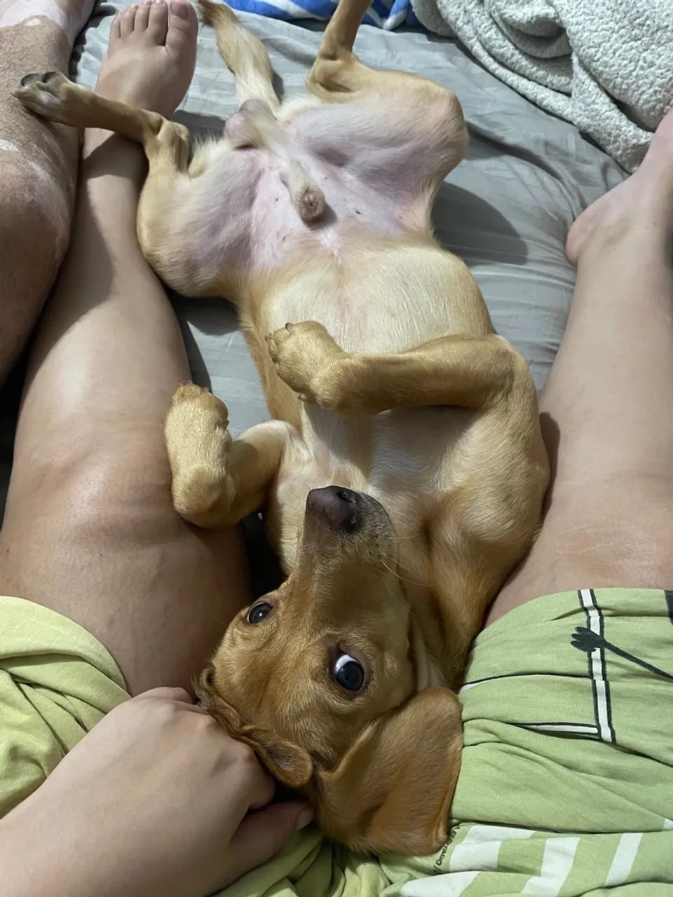 Filhote de cachorro disponível para adoção