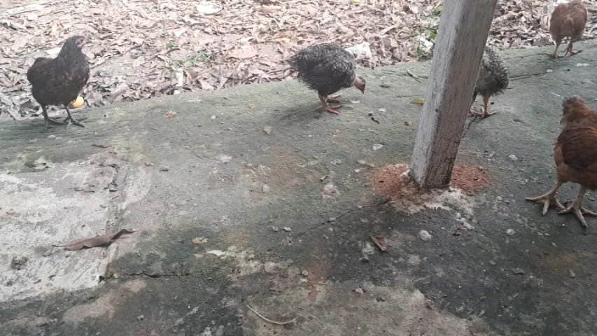 Pintos já vermifugados e bem crescidos - Foto 2