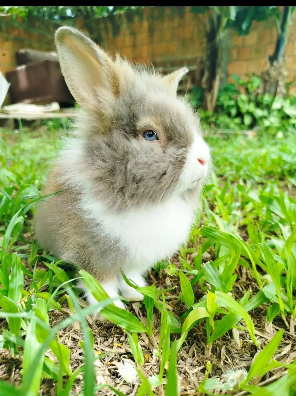 Coelho da páscoa  - Foto 2