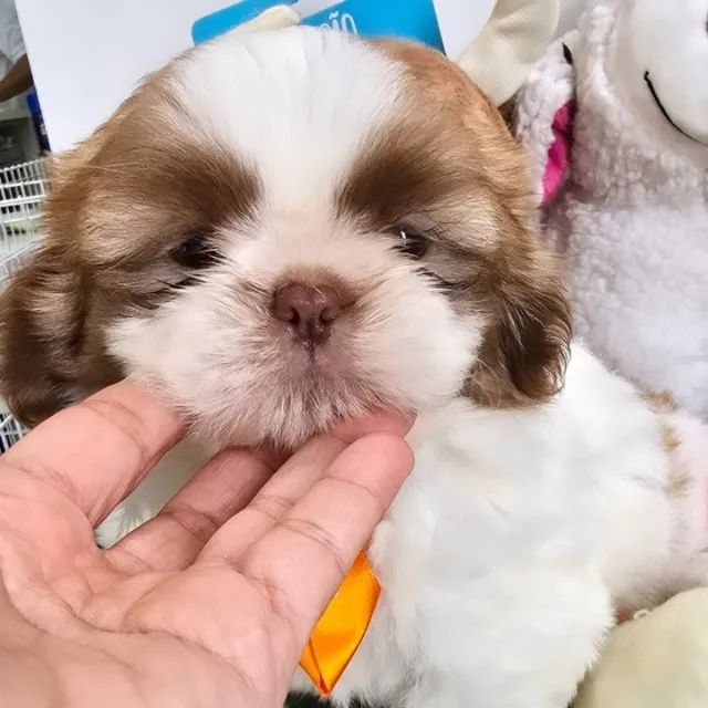 Shihtzu Macho olhos claros
