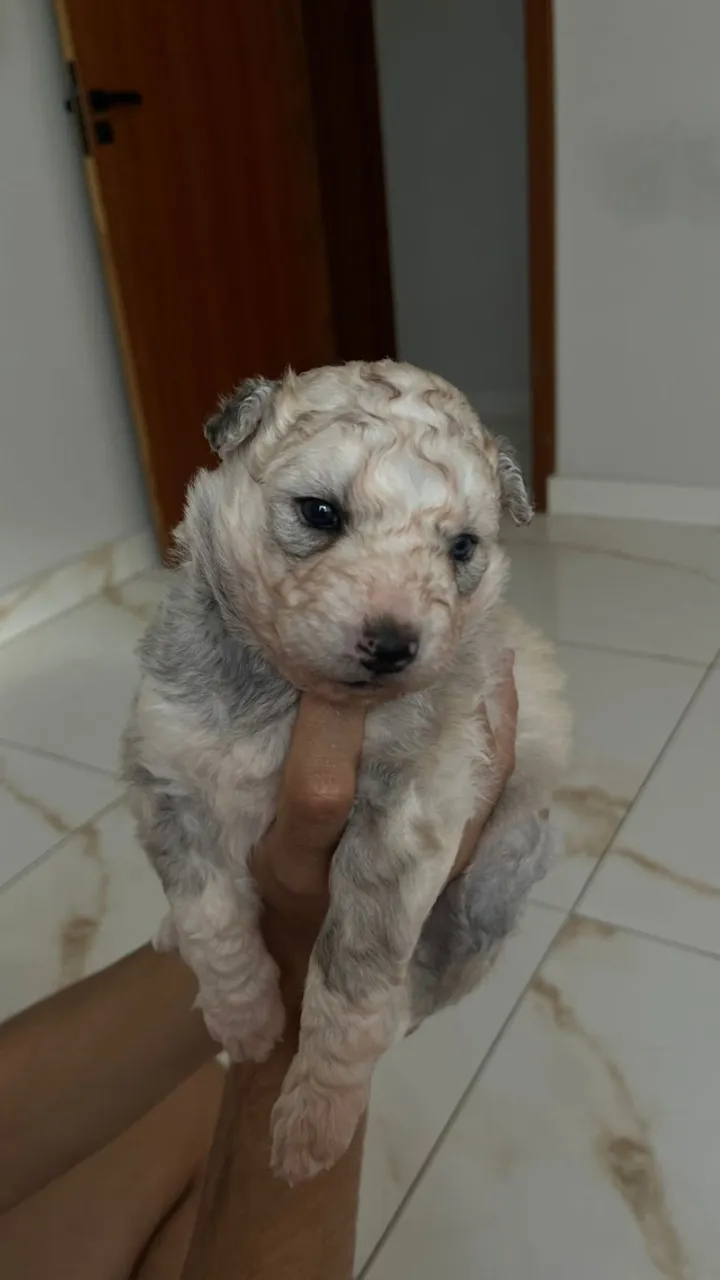 Filhote Macho - Husky Siberiano Puro
