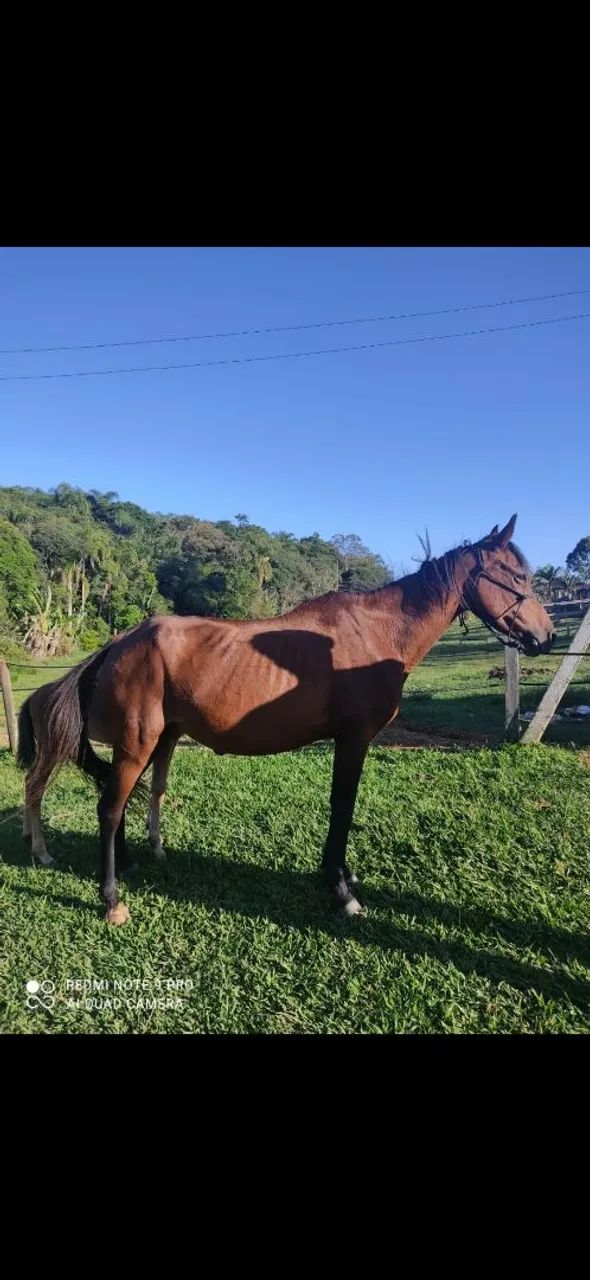 Égua marchadeira prenha 