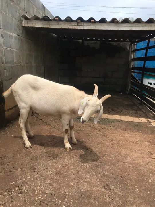 Cabrito castrado  e saudável para venda! Pensando em torno de 45 kilos  - Foto 3