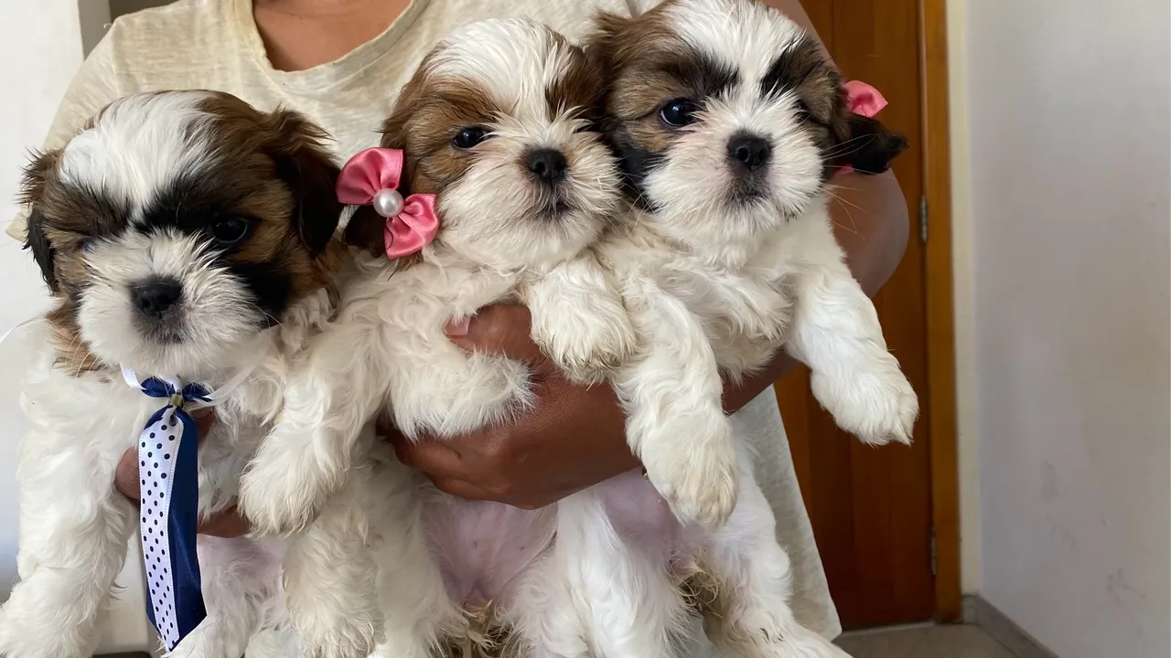 Filhotes Shih Tzu fofinhos e adoráveis!