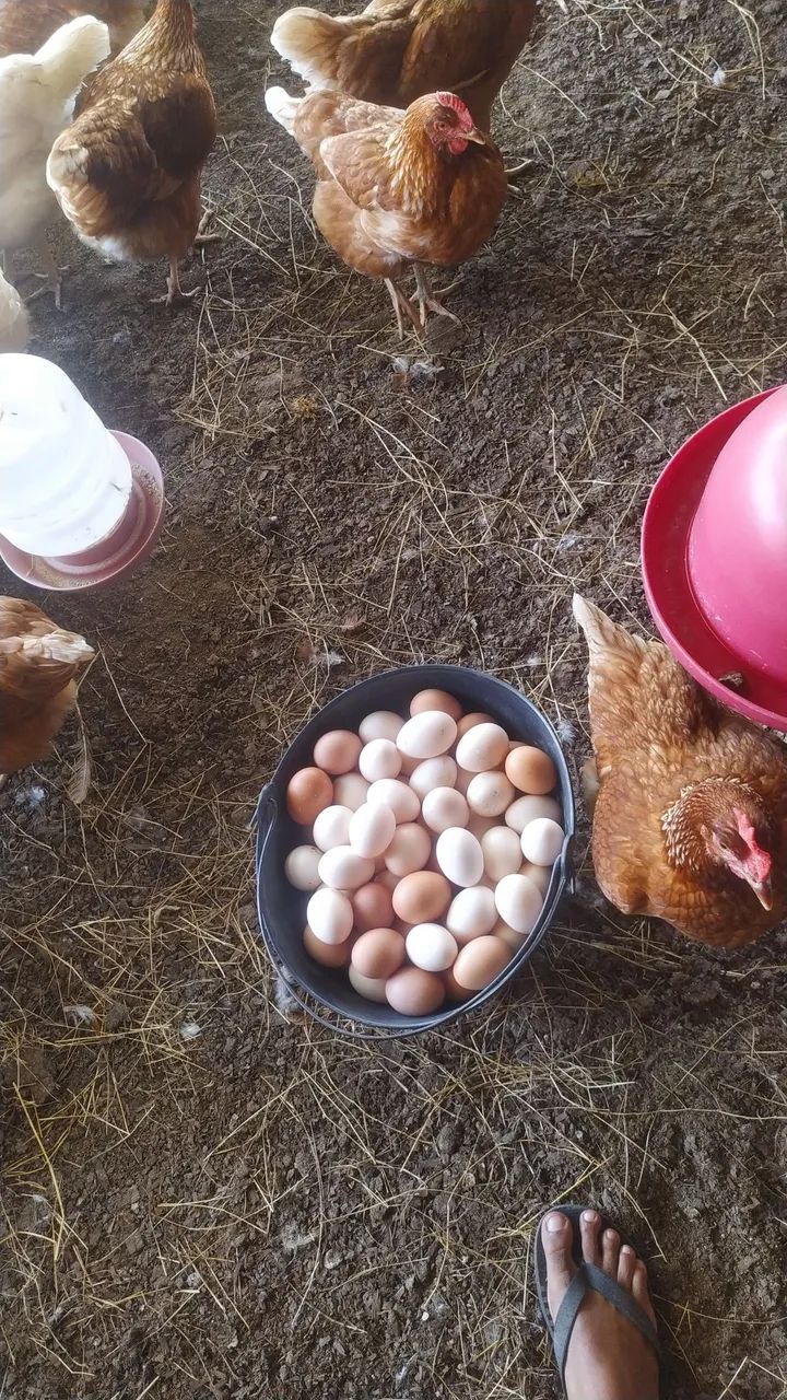 Ovos CAIPIRA  - Foto 3