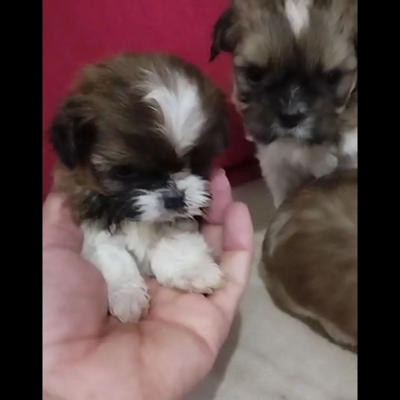 Filhotes de Shih Tzu fofinhos e saudáveis!