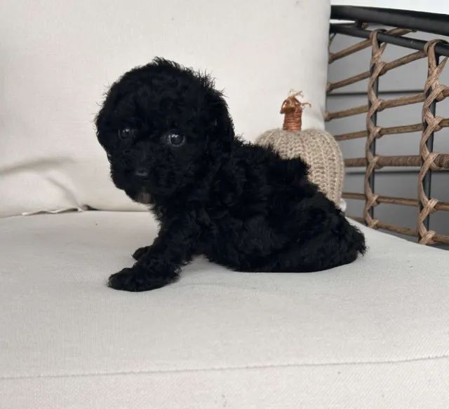 Poodle mini red alegre e dócil