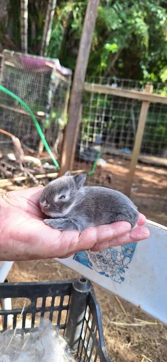 Lindos filhotes de anões netherand para reserva  - Foto 3