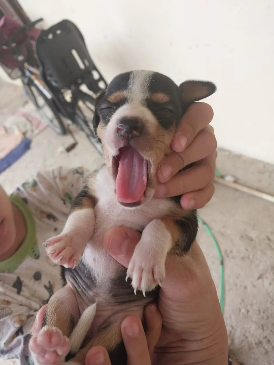 Filhote de pinscher