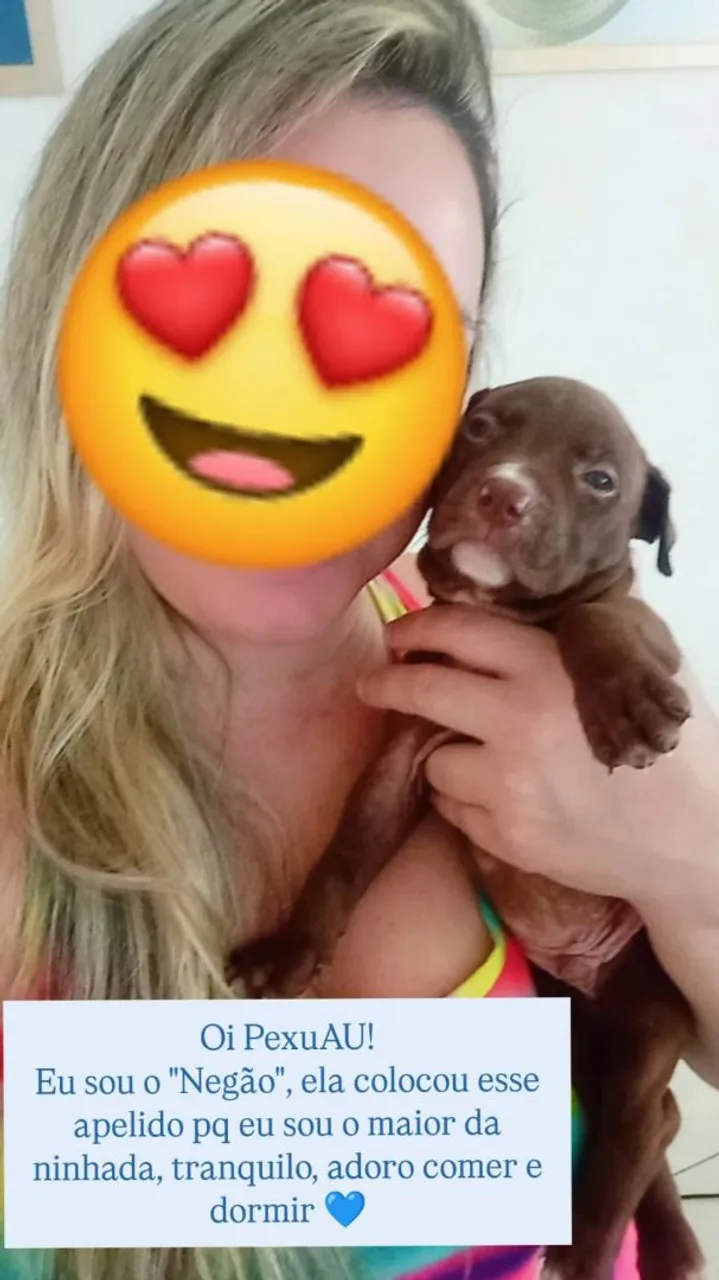 Filhotes de Pitbull PUROS