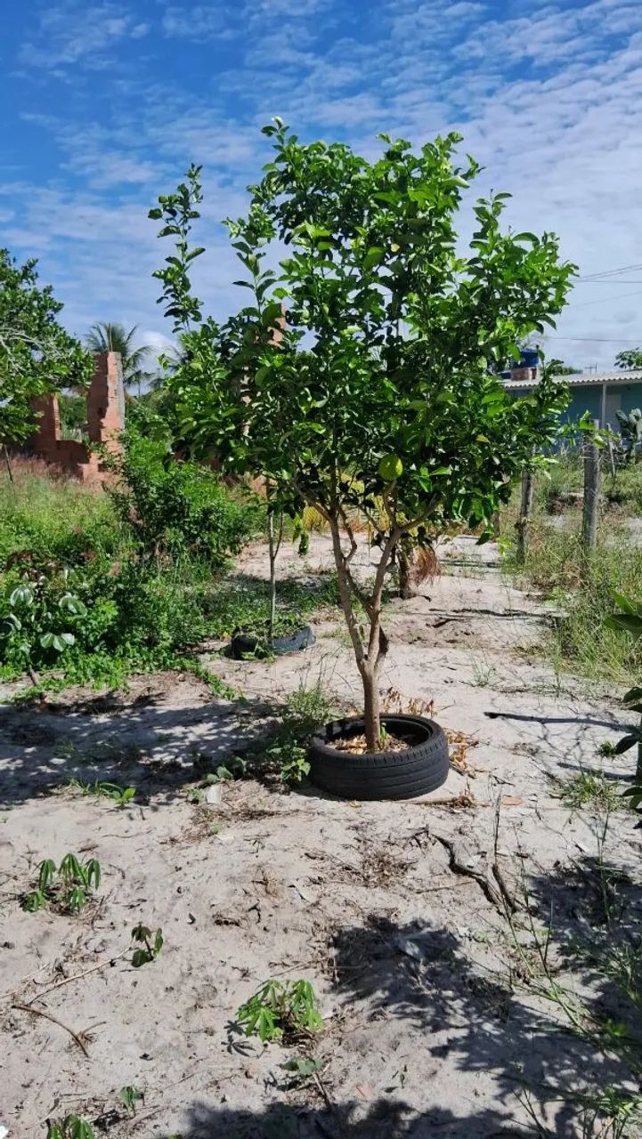 Terreno 900m² - Foto 3