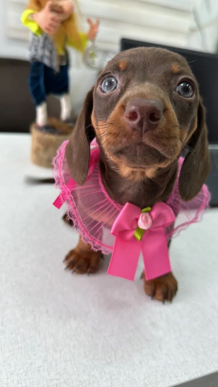 dachshund 