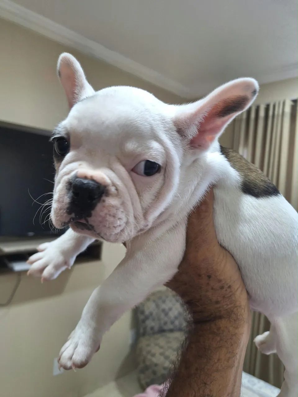 Buldog francês machos. - Foto 3