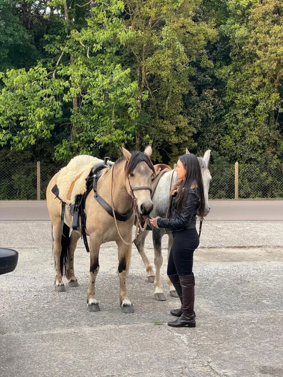 Cavalo  - Foto 2