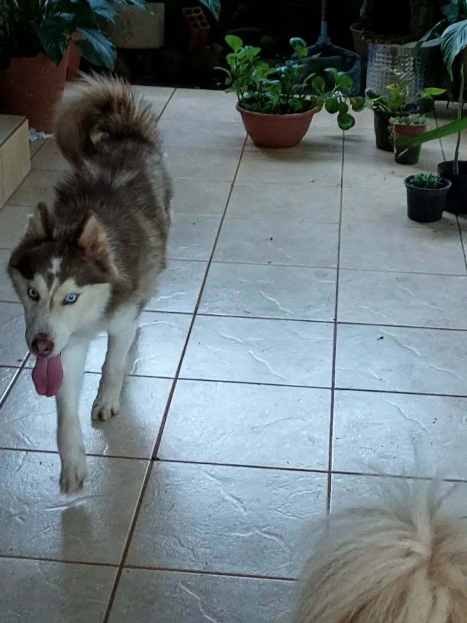 Husky siberiano 