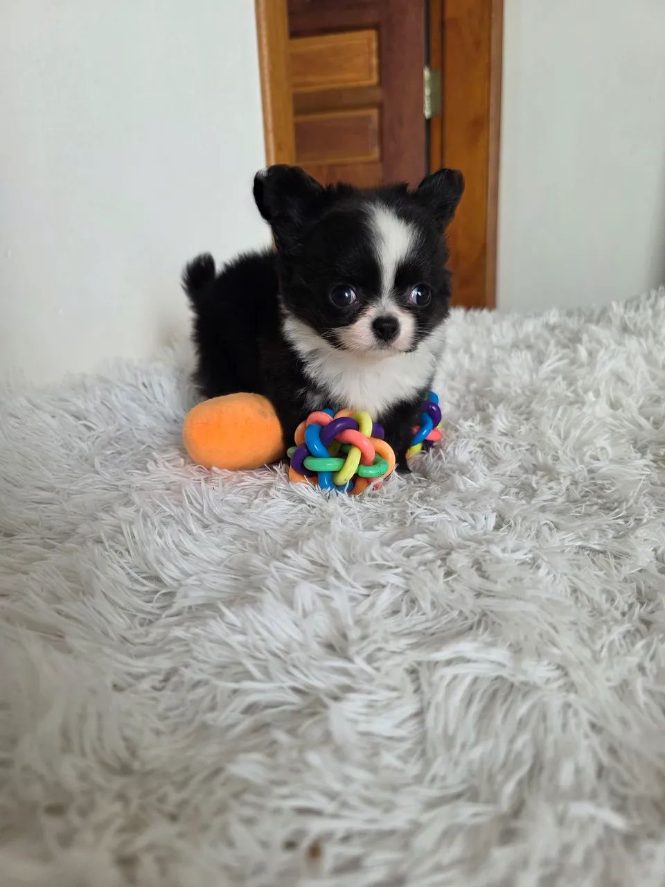 Chihuahua Machinho  - Foto 2