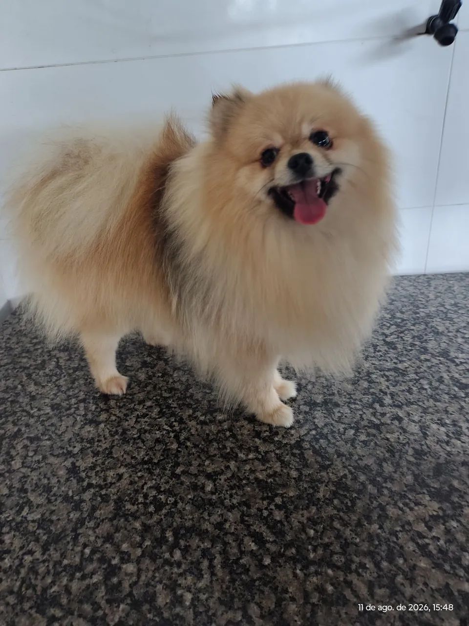 Spitz macho  - Foto 2