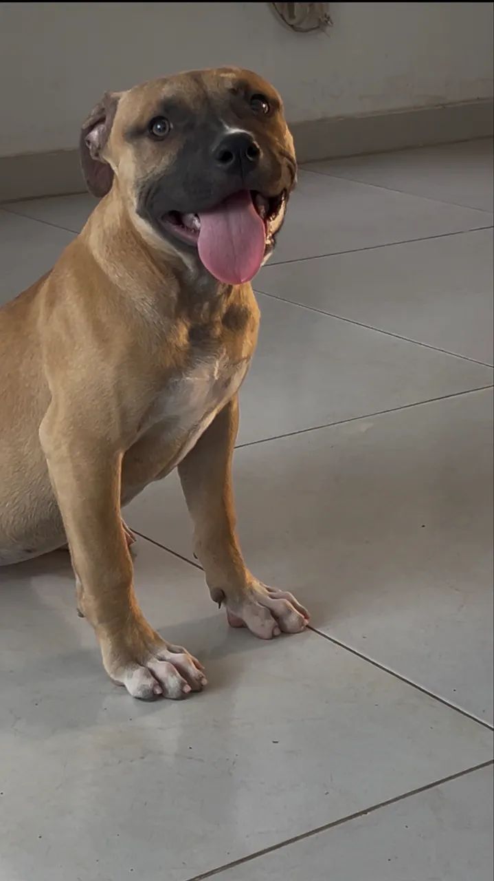 Pitbull/pitmonster  - Foto 2