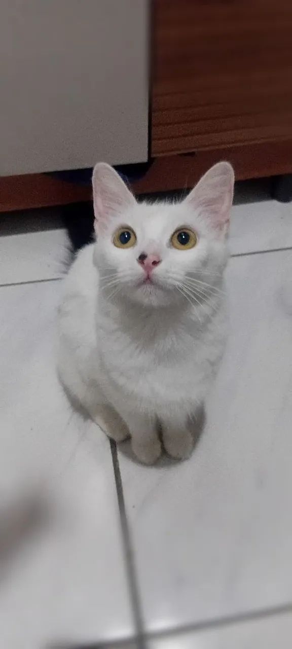 Adoção 