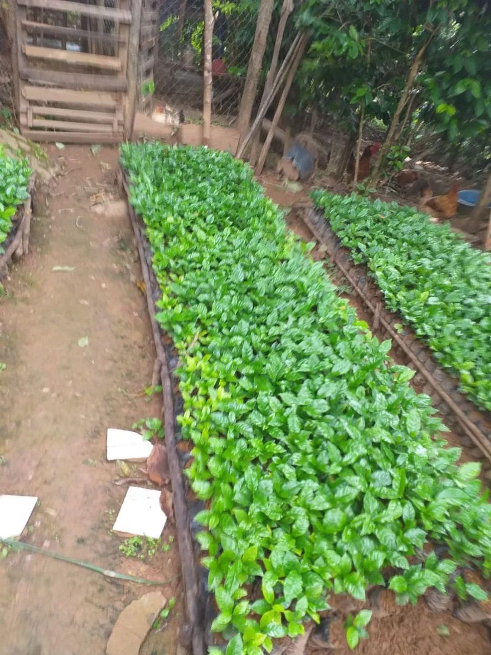 Vense-se excelente mudas de café arara com 4 meses de plantio. - Foto 2