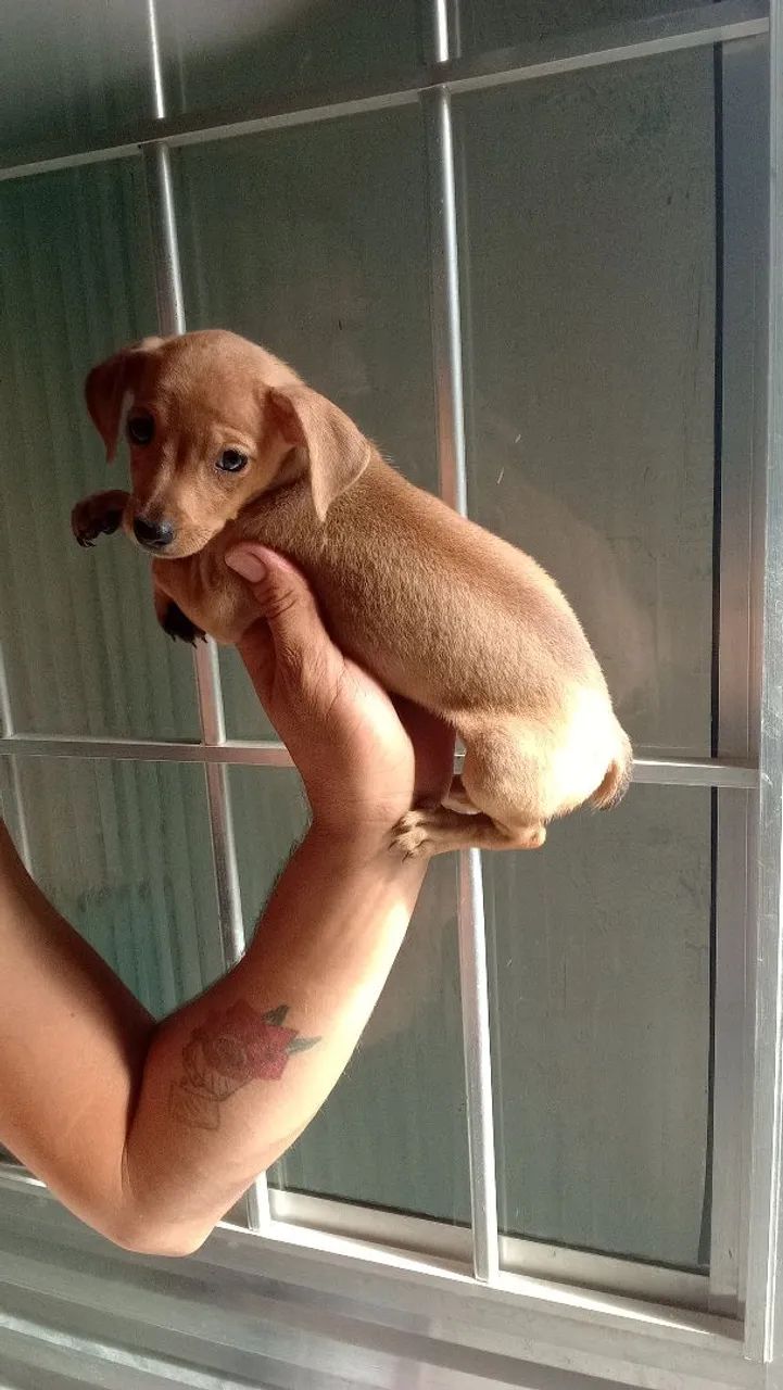 Pinscher fêmea  - Foto 2