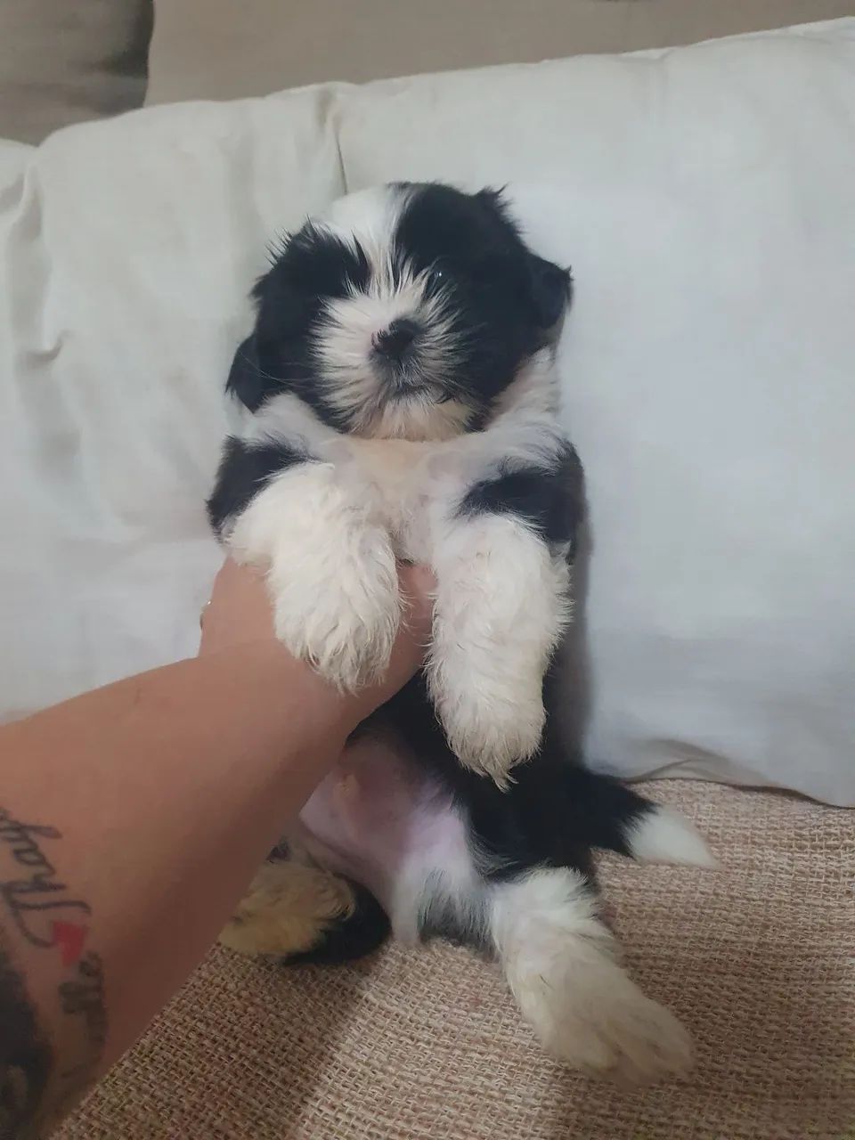 Shitzu macho 35 dias 