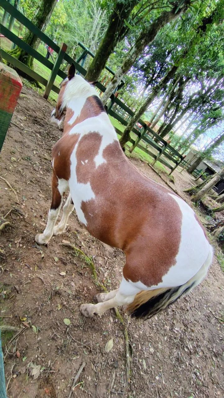 VENDE-SE: ÉGUA PENÉLOPE - PRONTA PARA O LAÇO - Foto 2