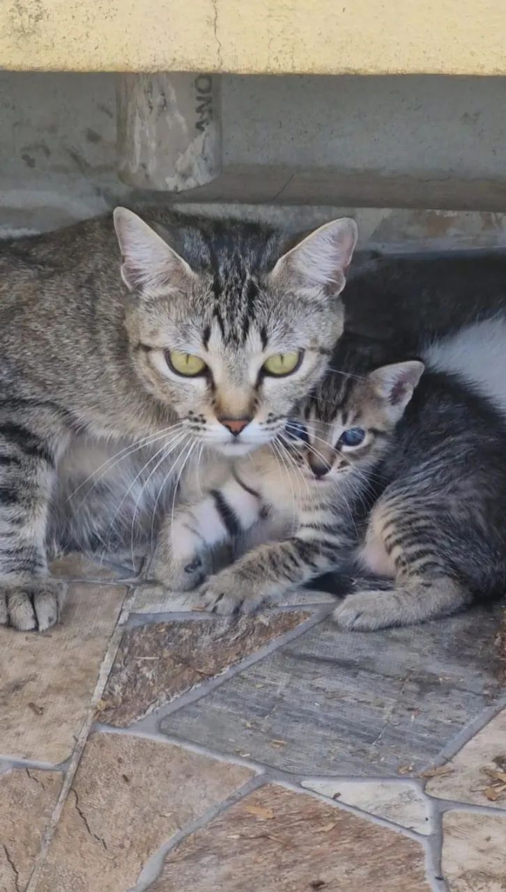 [ZS-SP] Adoção - Filhote de gato macho - Foto 4