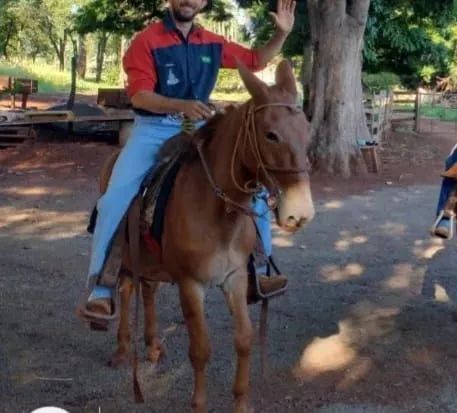 Burro 