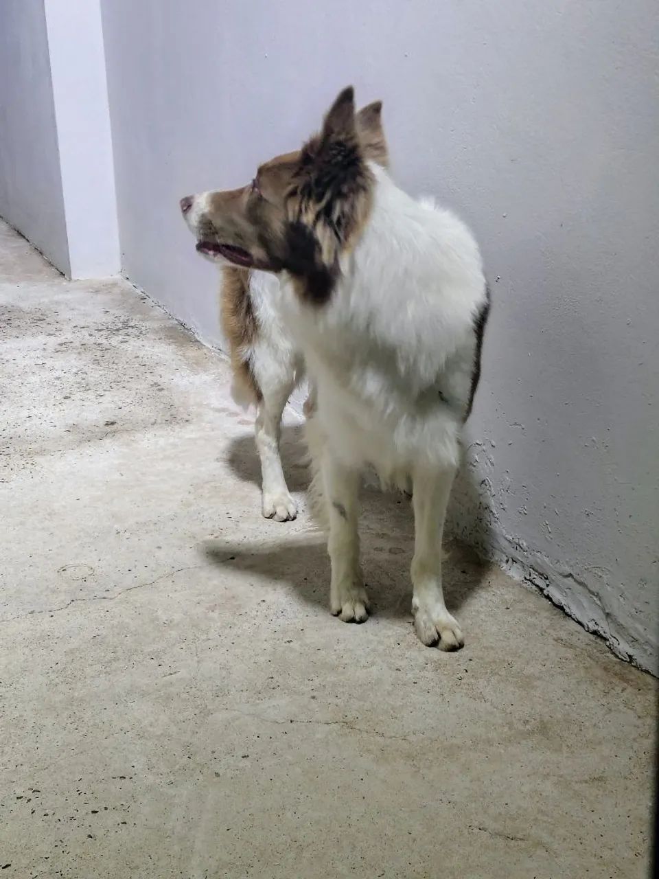 Border collie de aproximadamente 2 anos  - Foto 2