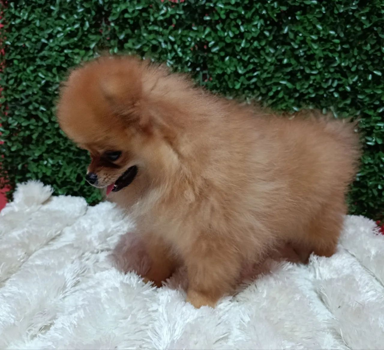 Spitz alemão macho  - Foto 2
