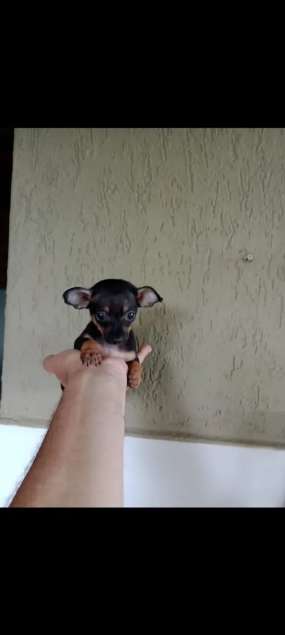 Cachorro 