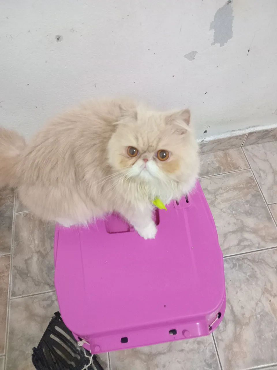 Gata persa  - Foto 3