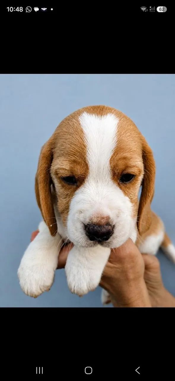 Filhote de beagle - Foto 2