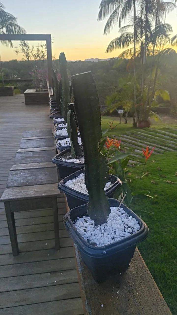 Cactos - Foto 5