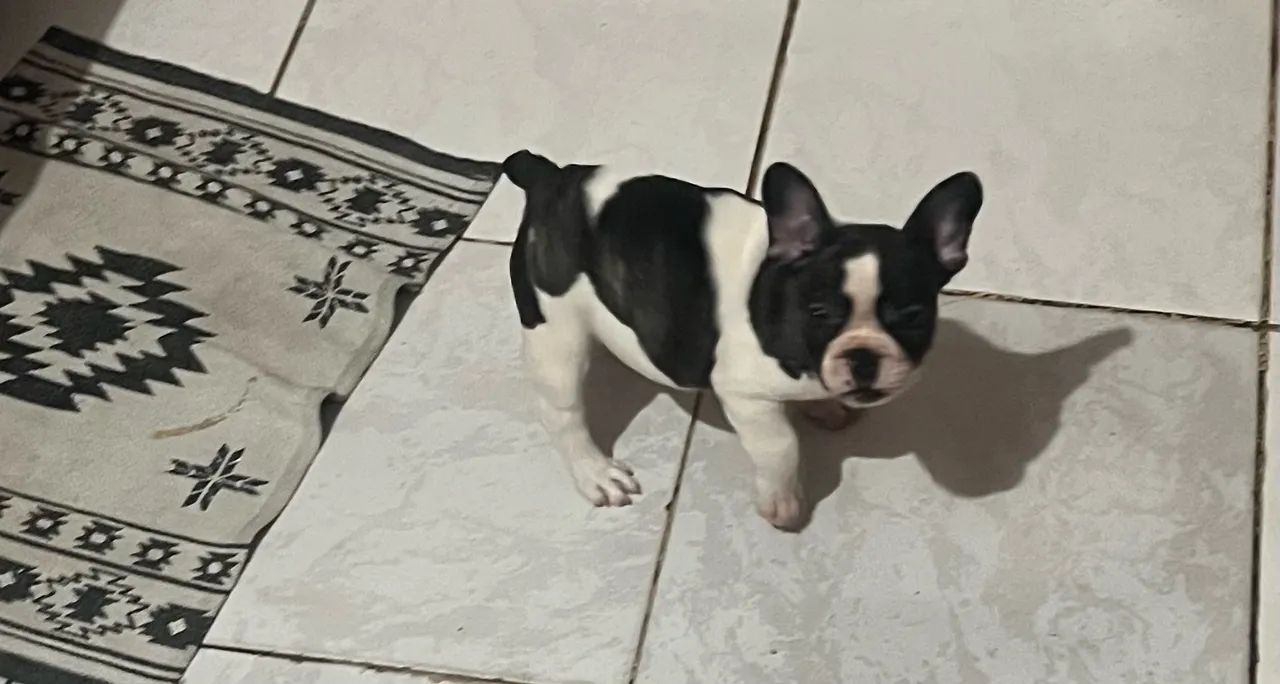Buldogues francês  - Foto 4