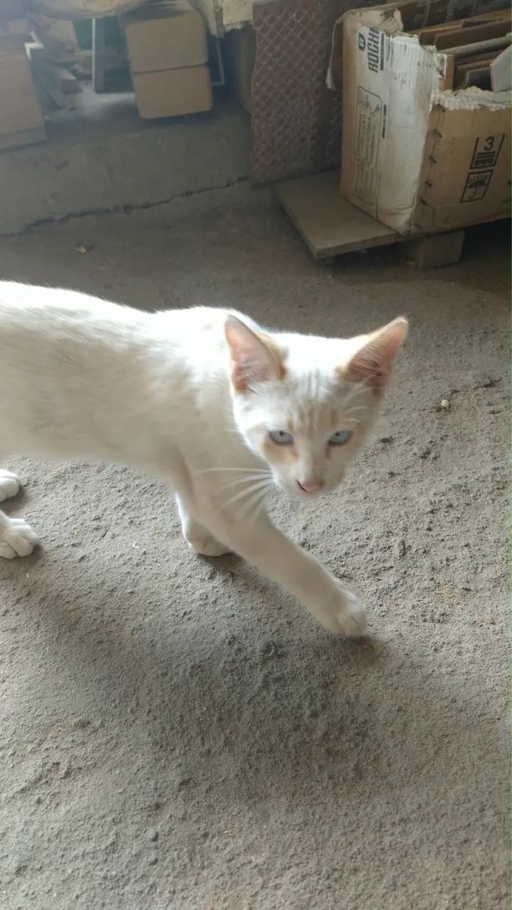Gatinho Macho 4 meses  - Foto 2