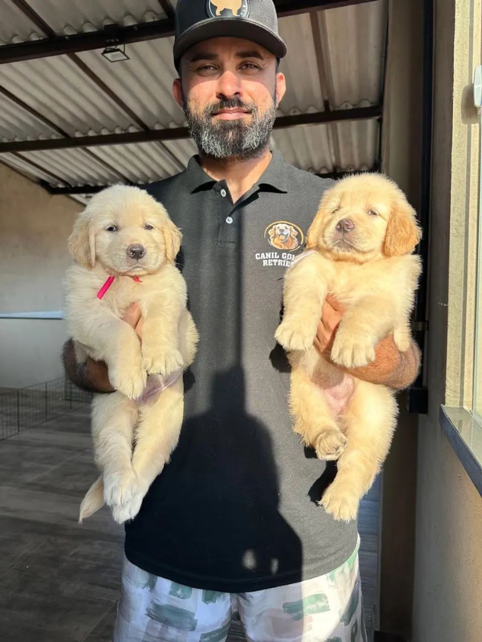 Golden Retriever  - Foto 5