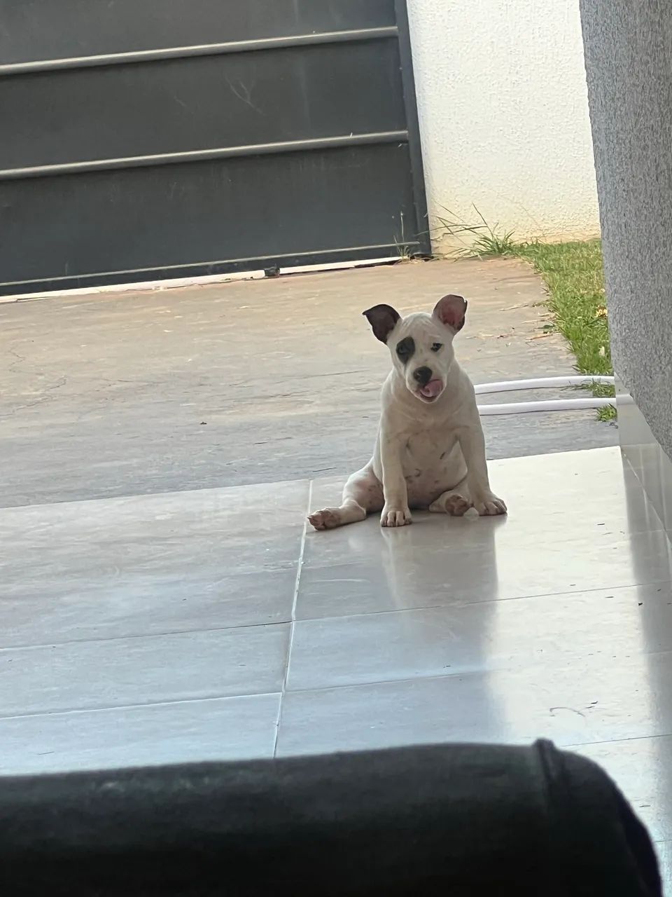 Cachorro  - Foto 2