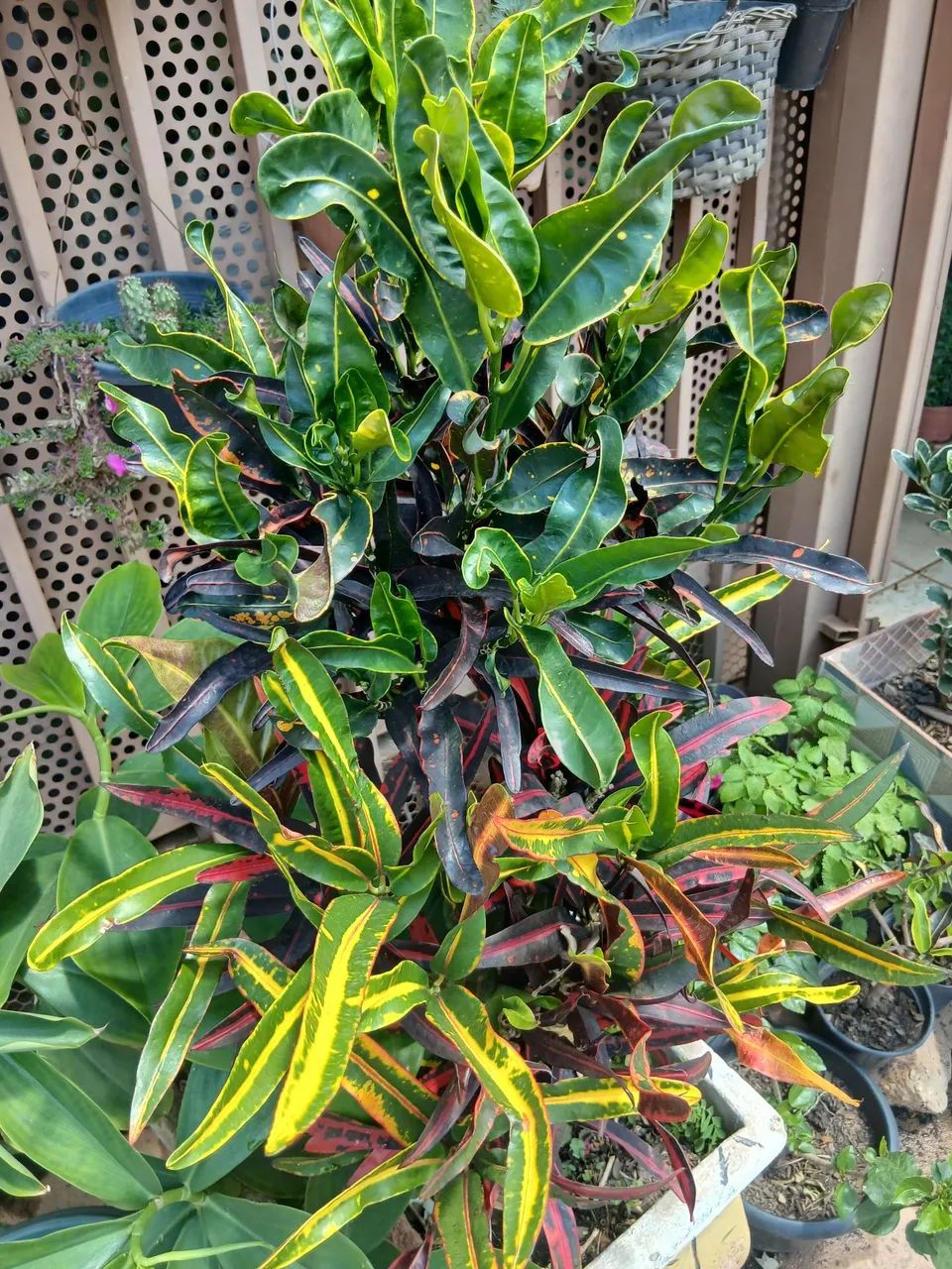 Planta cronton - Foto 2