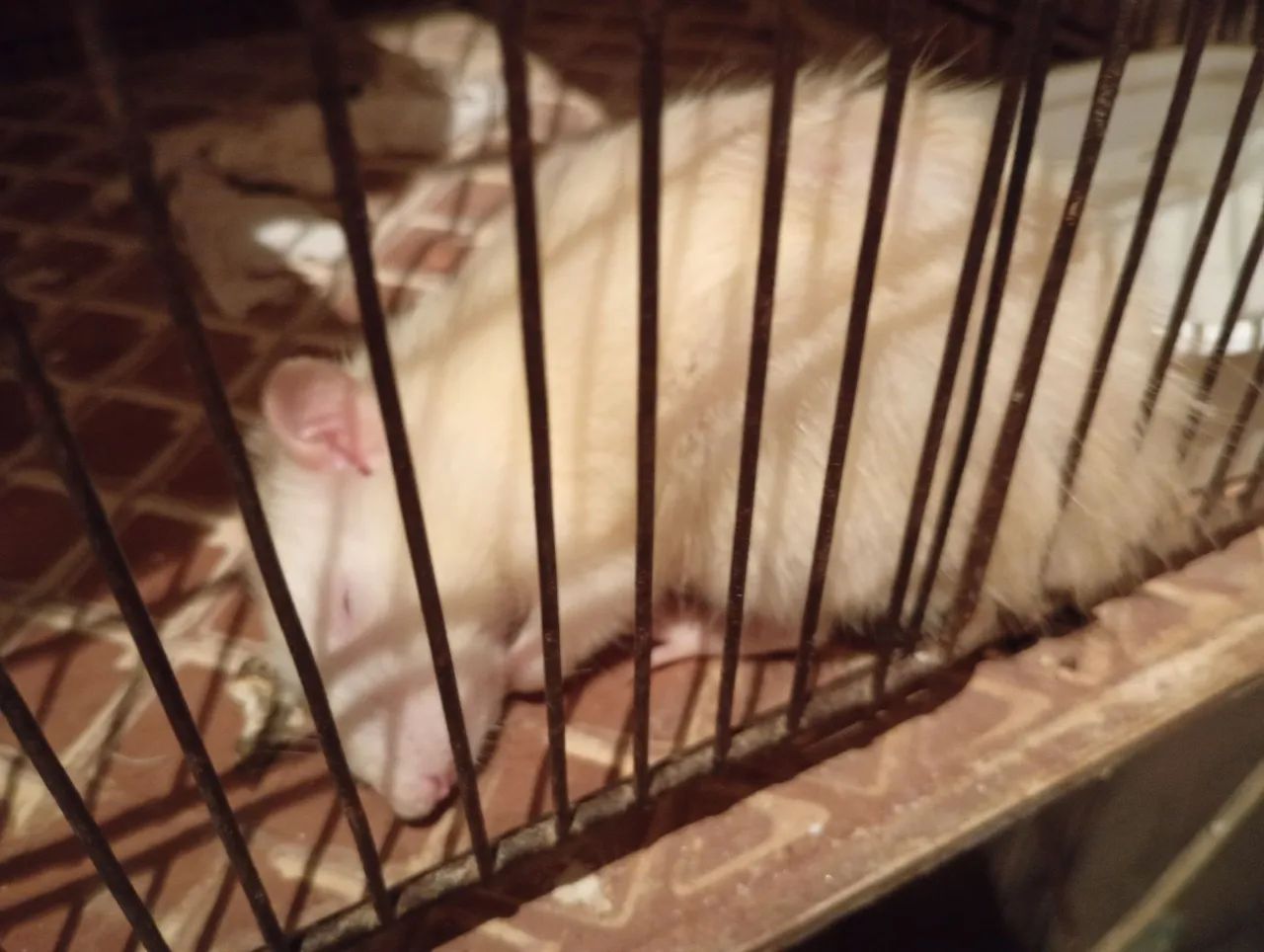 Rato Twister fêmea 