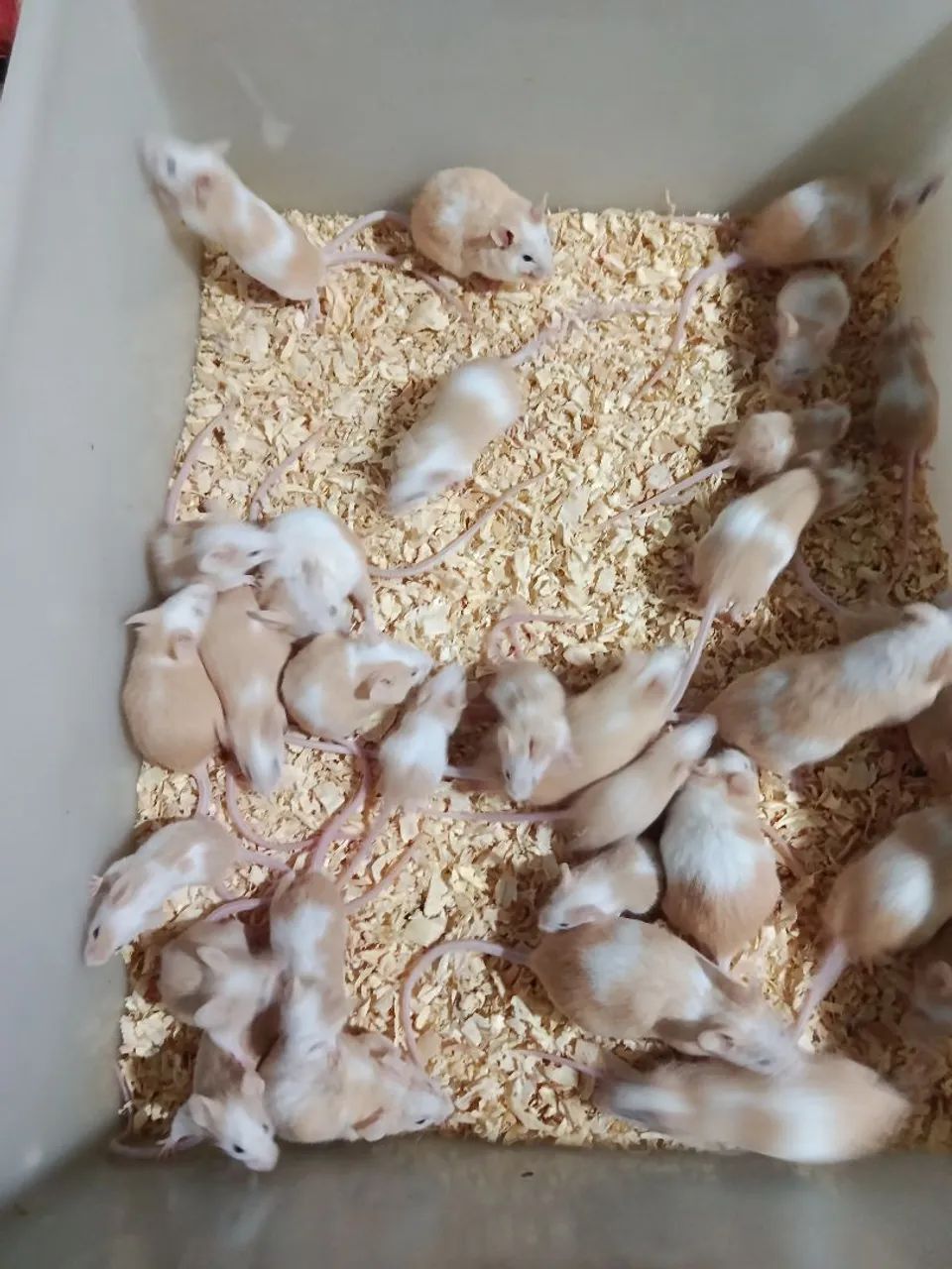 Ratos - Foto 2