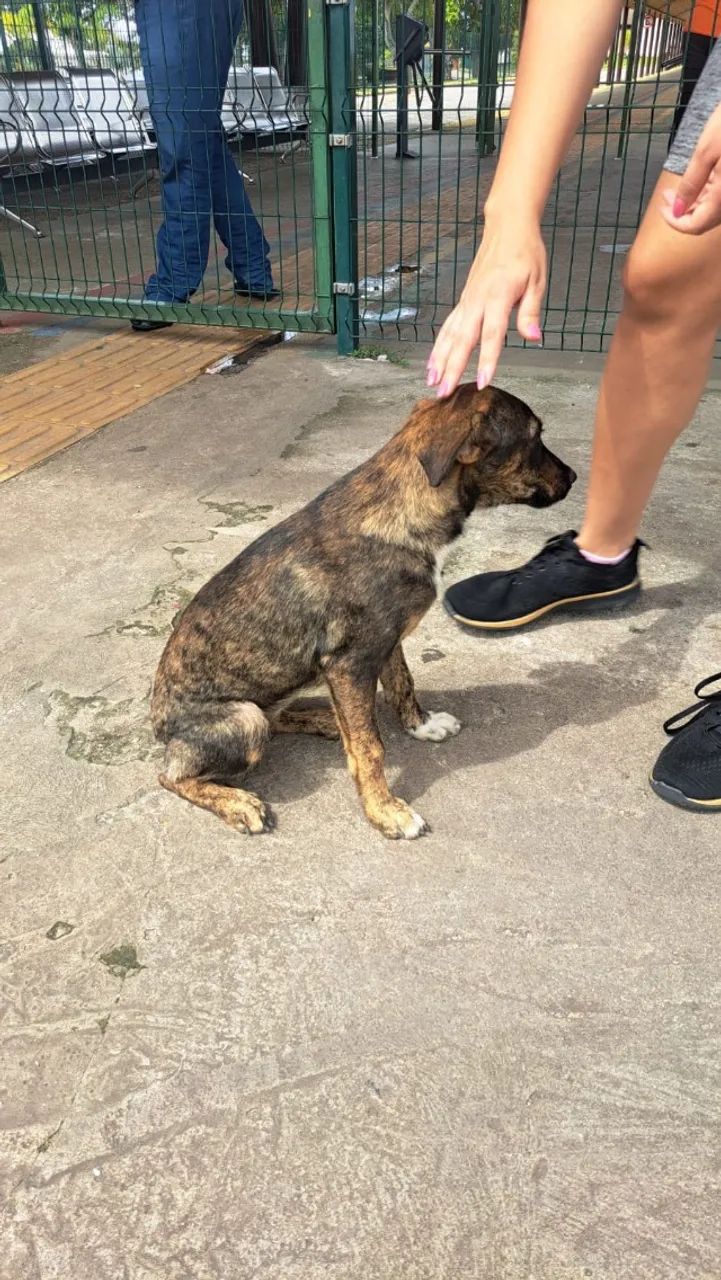 Adoção responsável: Cadelas  - Foto 2