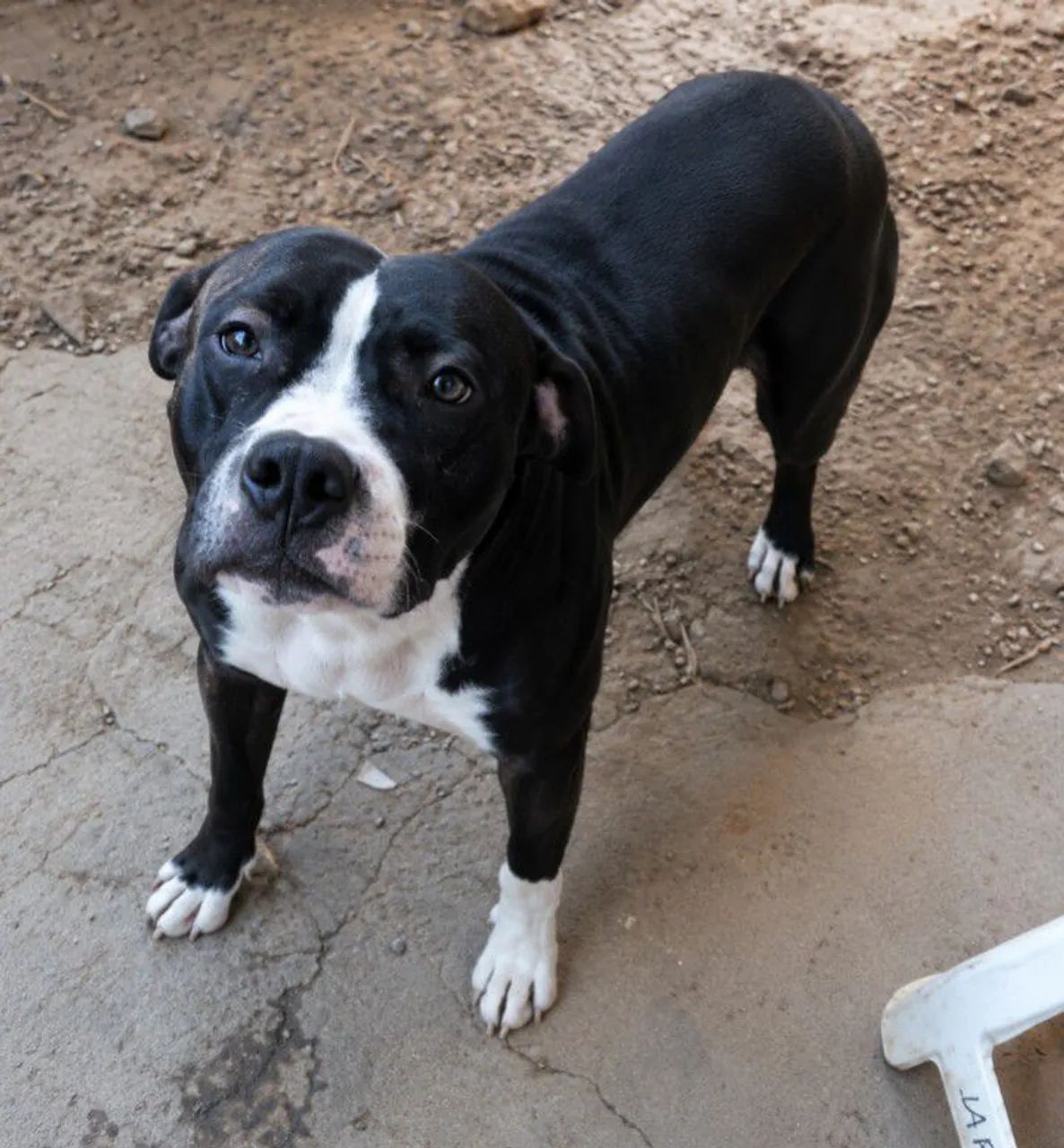 Filhotes de American Bully  - Foto 3