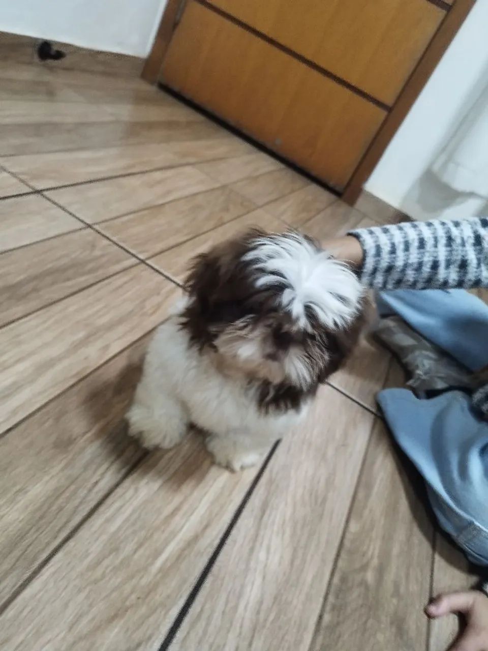 Shitzu macho  - Foto 3